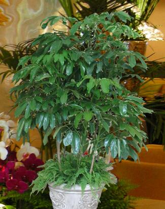 室内观叶植物哪些好养,7种常见的室内观叶植物