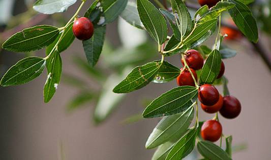 维c之王的营养,没想到维c含量最高的食物竟是它