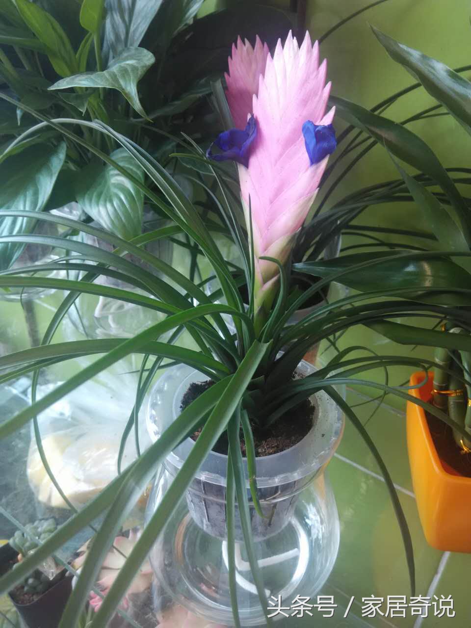 适合室内的花卉盆景,适合家里养的花盆景