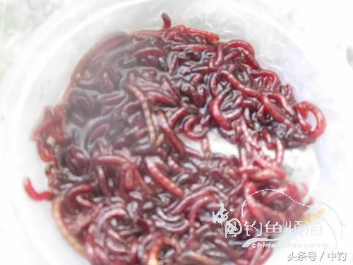 假日野钓鲫鱼,假日河边钓鲫鱼