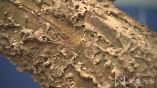 大面积白蚁怎么消灭最彻底,根治白蚁最简单有效的方法