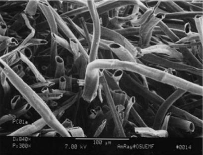 杨柳絮有哪些缺点不足及危害,杨柳絮是怎么导致的