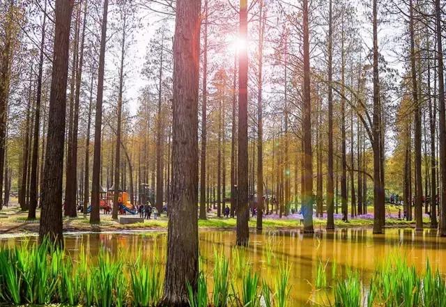 南京免费景点一日游攻略,南京栖霞区免费游玩景点推荐