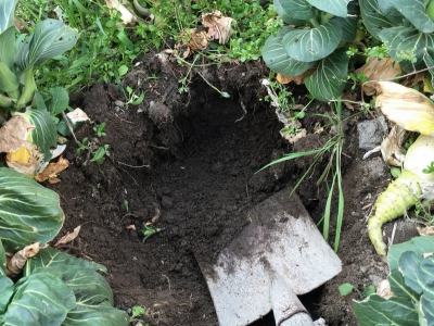 五一在哪里挖野菜好,五一小长假去山边挖野菜