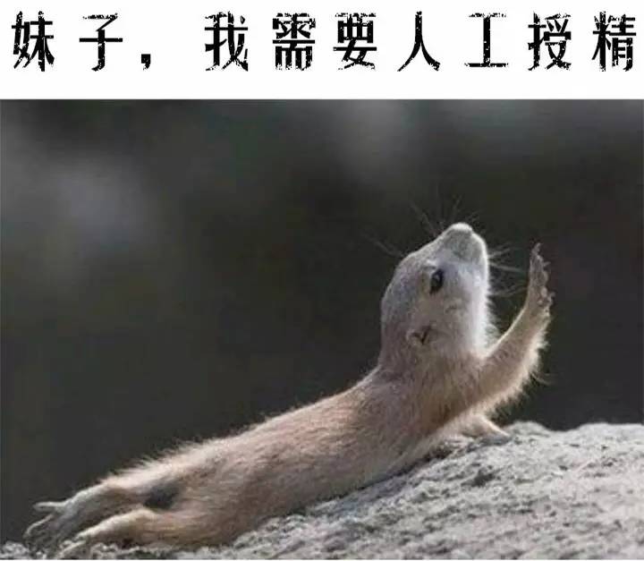 荷兰猪优势与劣势有哪些,荷兰猪的能力有多强