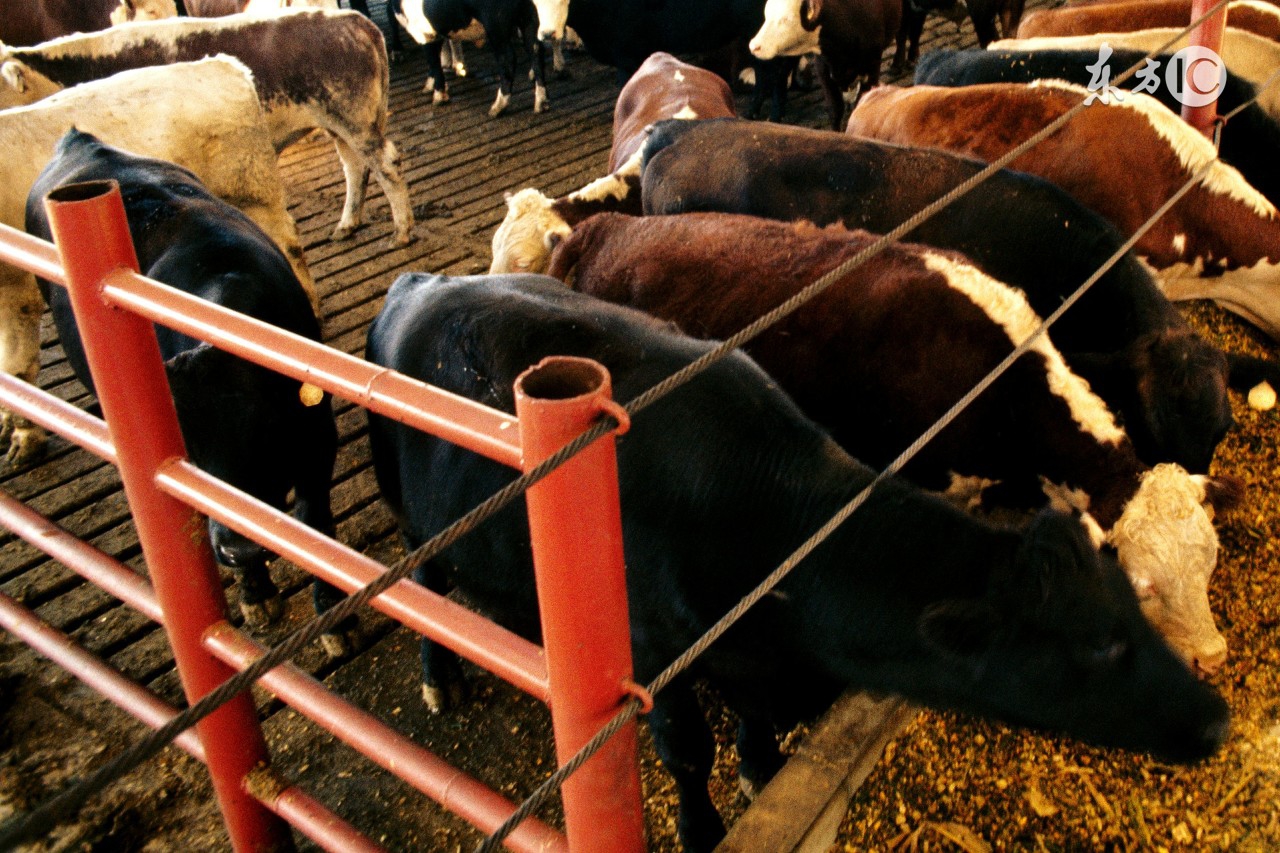 一般农村畜禽粪便怎么处理,畜禽养殖粪便处理规定