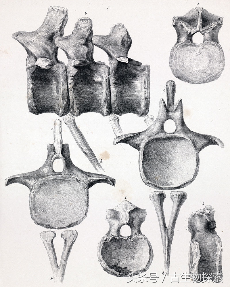 蓝鲸远远超过体型最大的恐龙,海怪的鲸龙视频