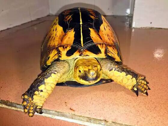 细说国龟之美五（黄额）