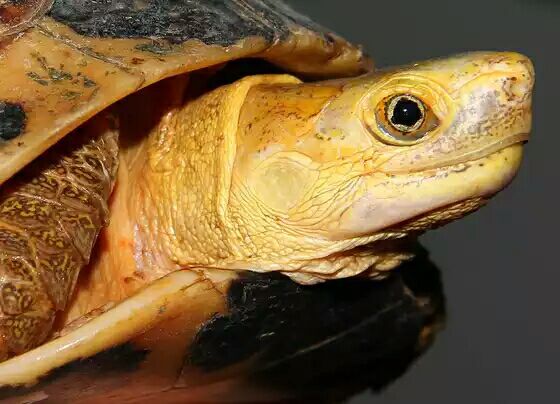 细说国龟之美五（黄额）