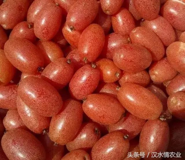 羊奶果酸酸甜甜,羊奶果酸酸甜甜的