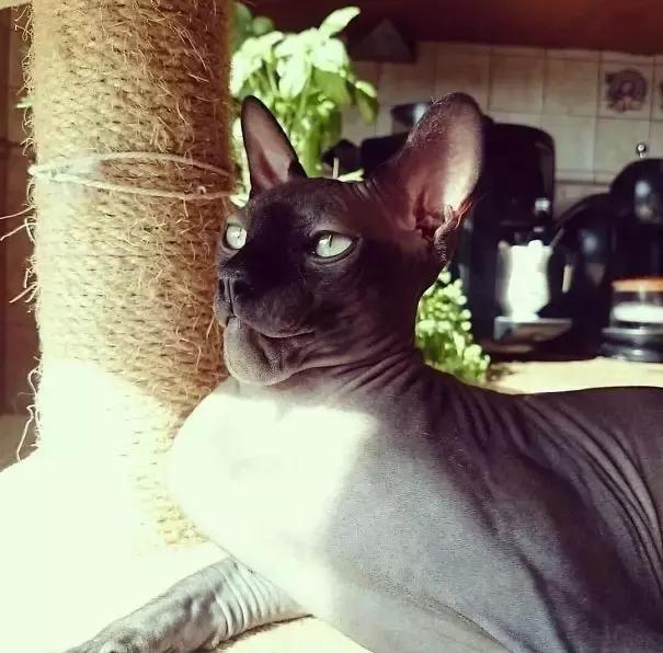 猫咪肉垫被蜜蜂蛰了怎么办,猫咪被蜜蜂蛰了要不要打针