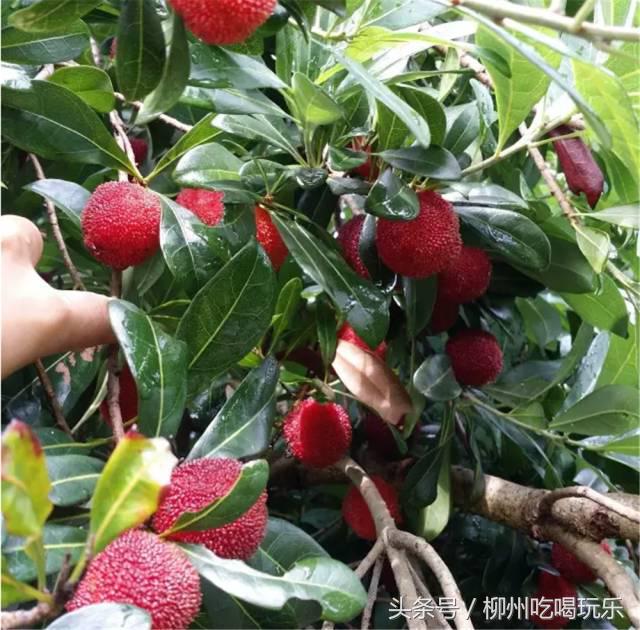 杨梅园采摘柳州,2024年柳州杨梅采摘攻略