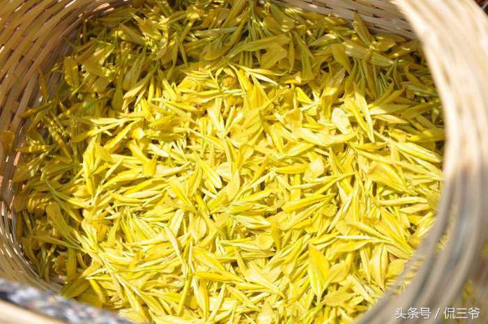 黄金芽茶叶是什么茶叶做成的,黄金芽茶叶特点是什么样的
