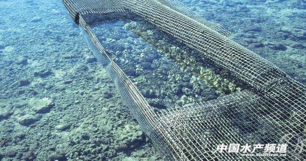 螺钿大柜以前是用砗磲做的吗,古代的海洋珍宝玳瑁