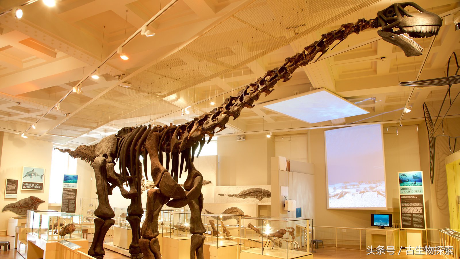 蓝鲸远远超过体型最大的恐龙,海怪的鲸龙视频