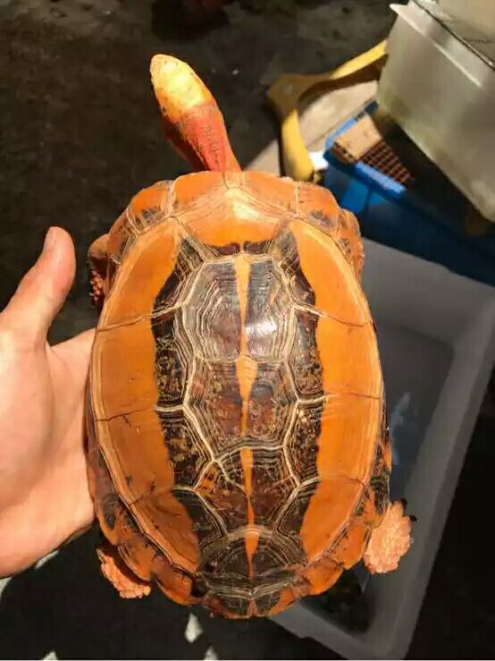 细说国龟之美五（黄额）