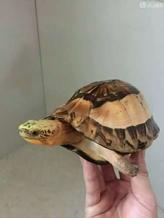 细说国龟之美五（黄额）