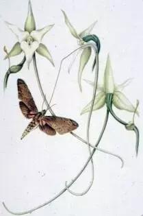 荐书｜中国人对兰花情有独钟，没想到达尔文也一样