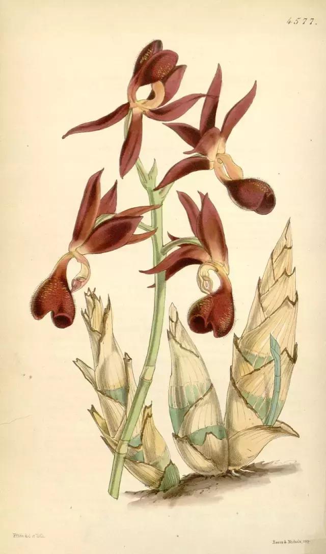 荐书｜中国人对兰花情有独钟，没想到达尔文也一样