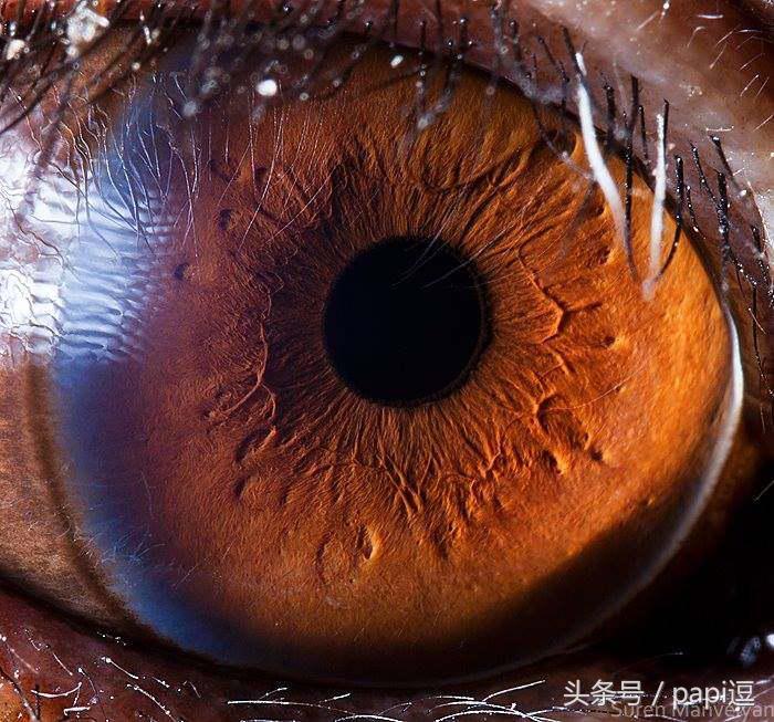 高清镜头下的眼睛看起真美，看眼睛猜动物你能猜对几个