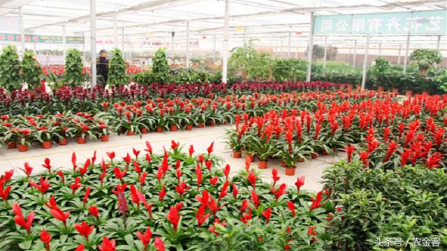 2021农村小投资大回报的项目,适合农村发展的小投资项目有哪些