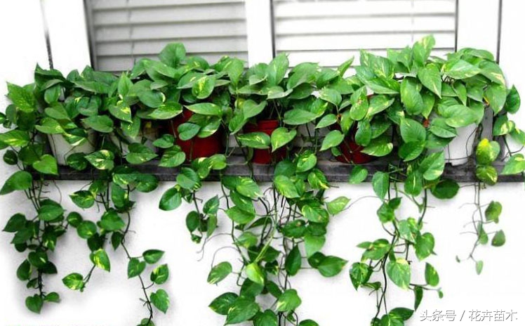 柱子绿萝栽培,绿萝栽培技术和管理论文