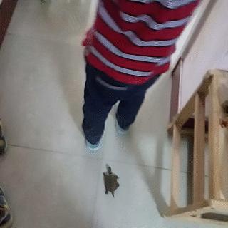 给大家科普下中华草龟,我国分布最广的乌龟中华草龟