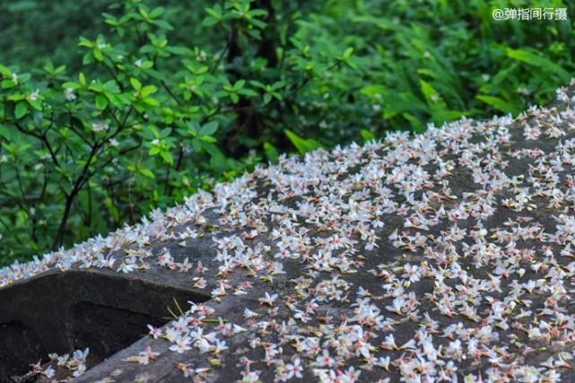 西樵山下黄飞鸿的故乡,黄飞鸿故里佛山哪里