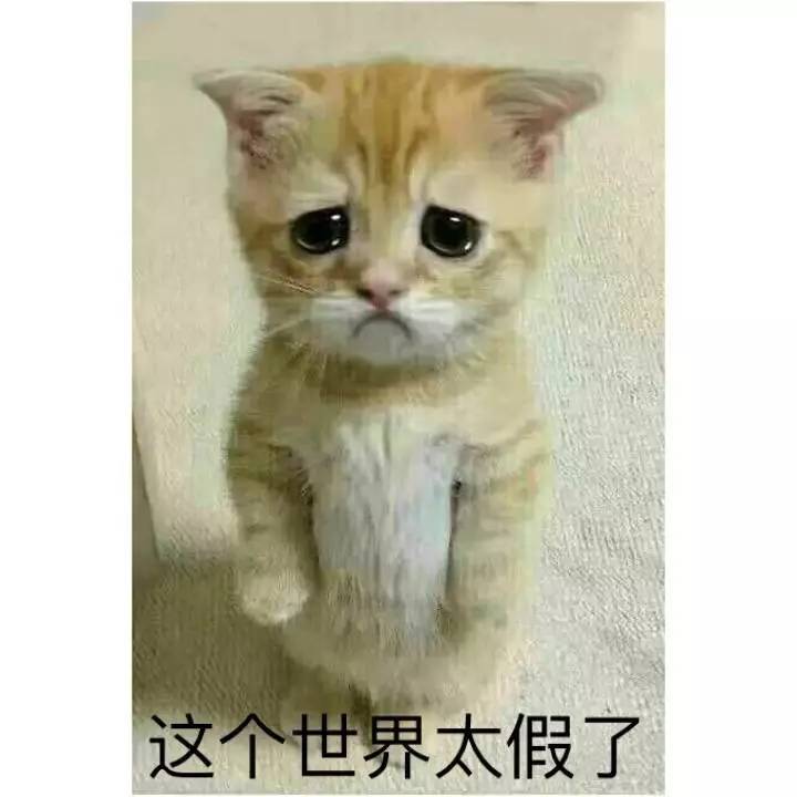 荷兰猪优势与劣势有哪些,荷兰猪的能力有多强