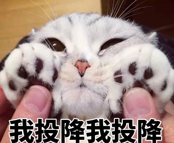 荷兰猪优势与劣势有哪些,荷兰猪的能力有多强