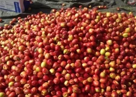 2016-2018年农产品市场需求,2024农产品市场数据分析报告