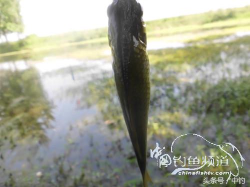 假日野钓鲫鱼,假日河边钓鲫鱼