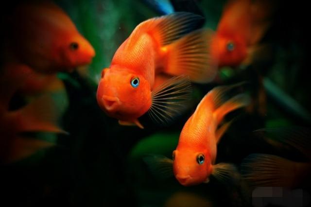 血鹦鹉鱼怎么养才能变红,血鹦鹉怎么保持鲜艳