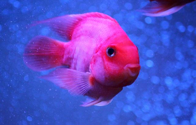 血鹦鹉鱼怎么养才能变红,血鹦鹉怎么保持鲜艳