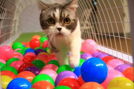 魔都活动全渠道,魔都近期活动