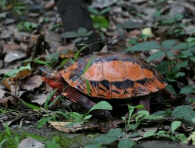 细说国龟之美五（黄额）