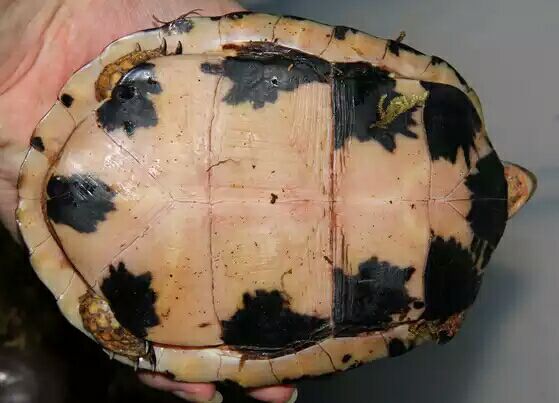 细说国龟之美五（黄额）