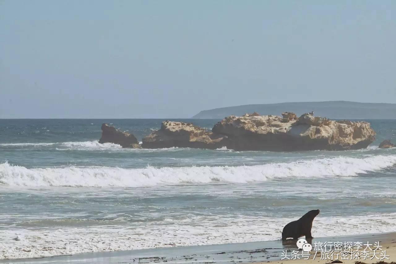 中国哪里可以抱考拉,全球哪里可以抱考拉