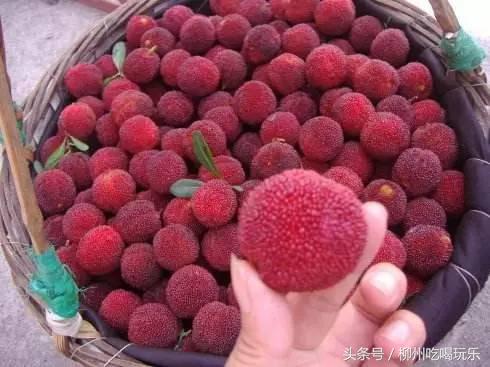 杨梅园采摘柳州,2024年柳州杨梅采摘攻略