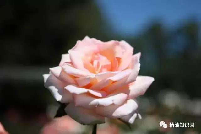 焦虑症用什么精油好,抑郁焦虑症用什么精油