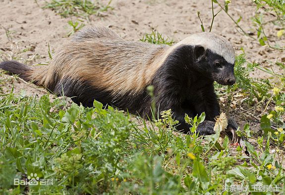 这回糗大了！你们的“扛把子”平头哥竟然被这货干翻了！