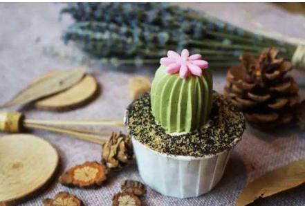 吉娃娃多肉植物有毒吗视频,金钱木多肉植物盆景有毒吗