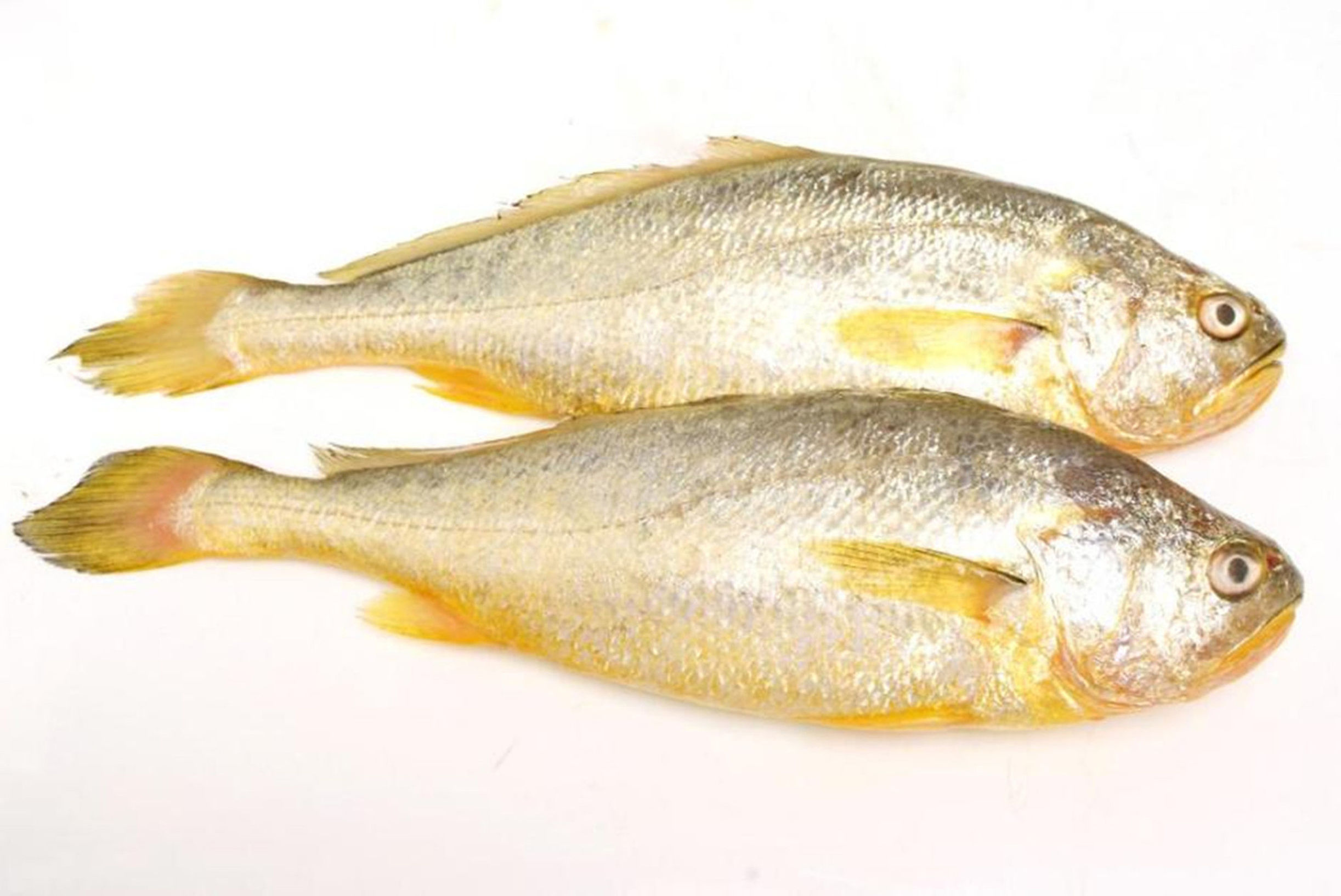 海钓常见钓法大全集,海钓各种鱼种钓法