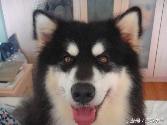 阿拉斯加和哈士奇哪个打架厉害,哈士奇和阿拉斯加幼犬如何区别