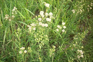 地里常见杂草竟然是草药,农村常见的中草药种植回收