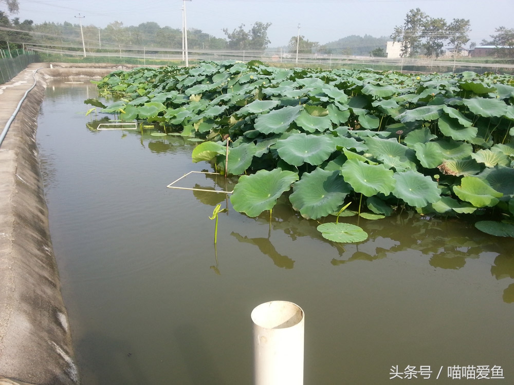 泥鳅养殖亏的一塌糊涂,泥鳅养殖防骗