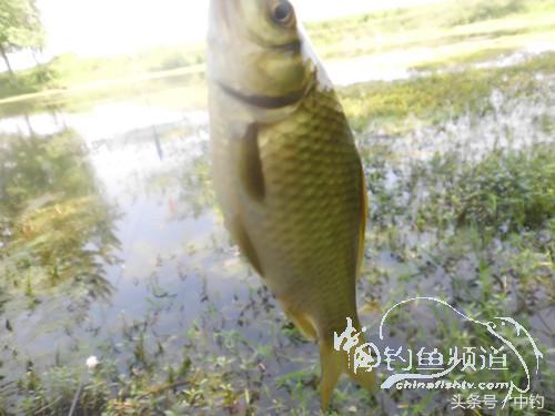 假日野钓鲫鱼,假日河边钓鲫鱼
