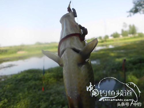 假日野钓鲫鱼,假日河边钓鲫鱼