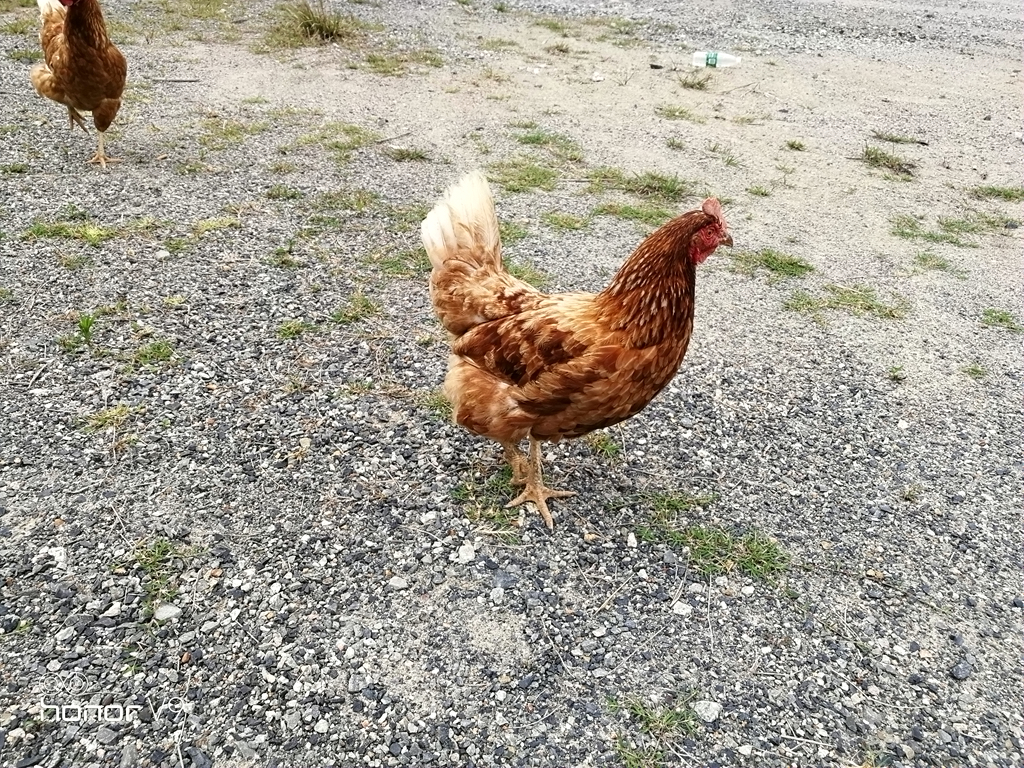 华为v9和光荣v9是一样吗,光荣v9和华为v9有什么区别