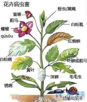 果树病虫害防治的基本方法,果树病虫害防治基础知识
